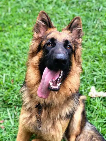 von der haus german shepherds