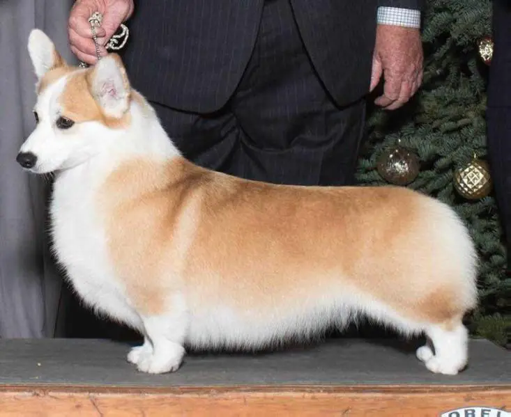 Coventry corgi hot sale