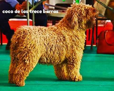Coco de las Trece Barras