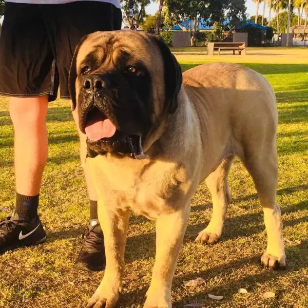 Orrey Crixus at Agiss (FLores)