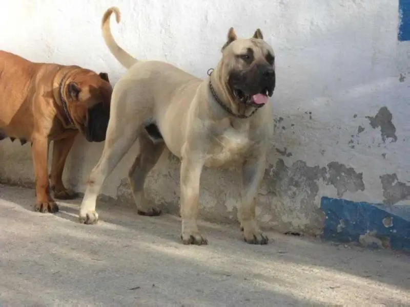 GARRON CANCHOS DE LOS GUANCHOS