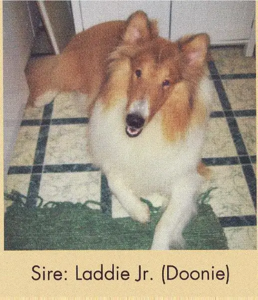 Weatherwax Laddie's Golden Link at Collie Haven