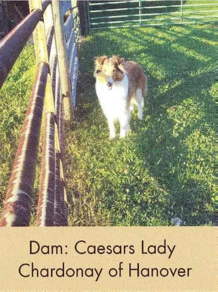 Caesars Lady Chardonay at Hanover