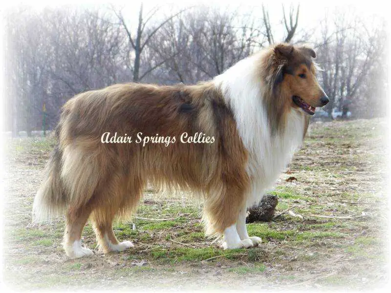 Caesar of Adair