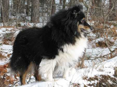 Sheltiekiss Adelaida