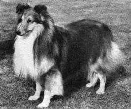 Shantung Of Shelert