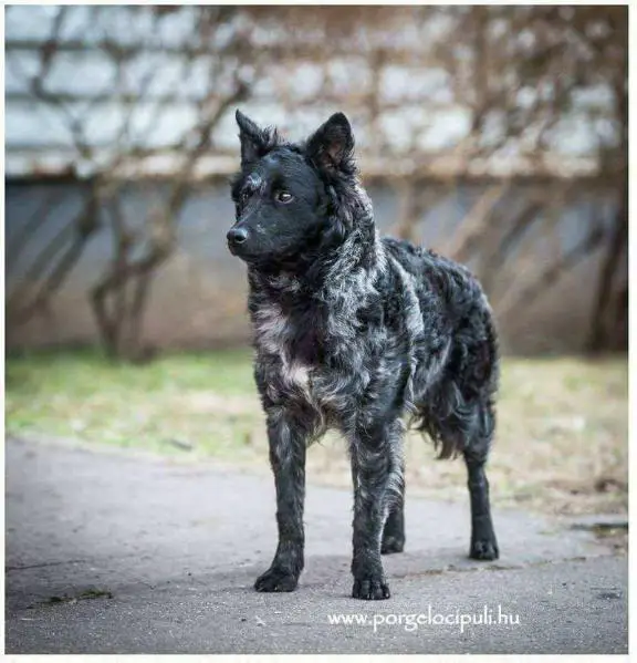 Torzsási Bojtár Boróka