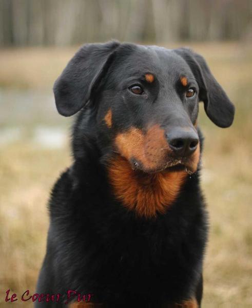 Jadran Astra Canina