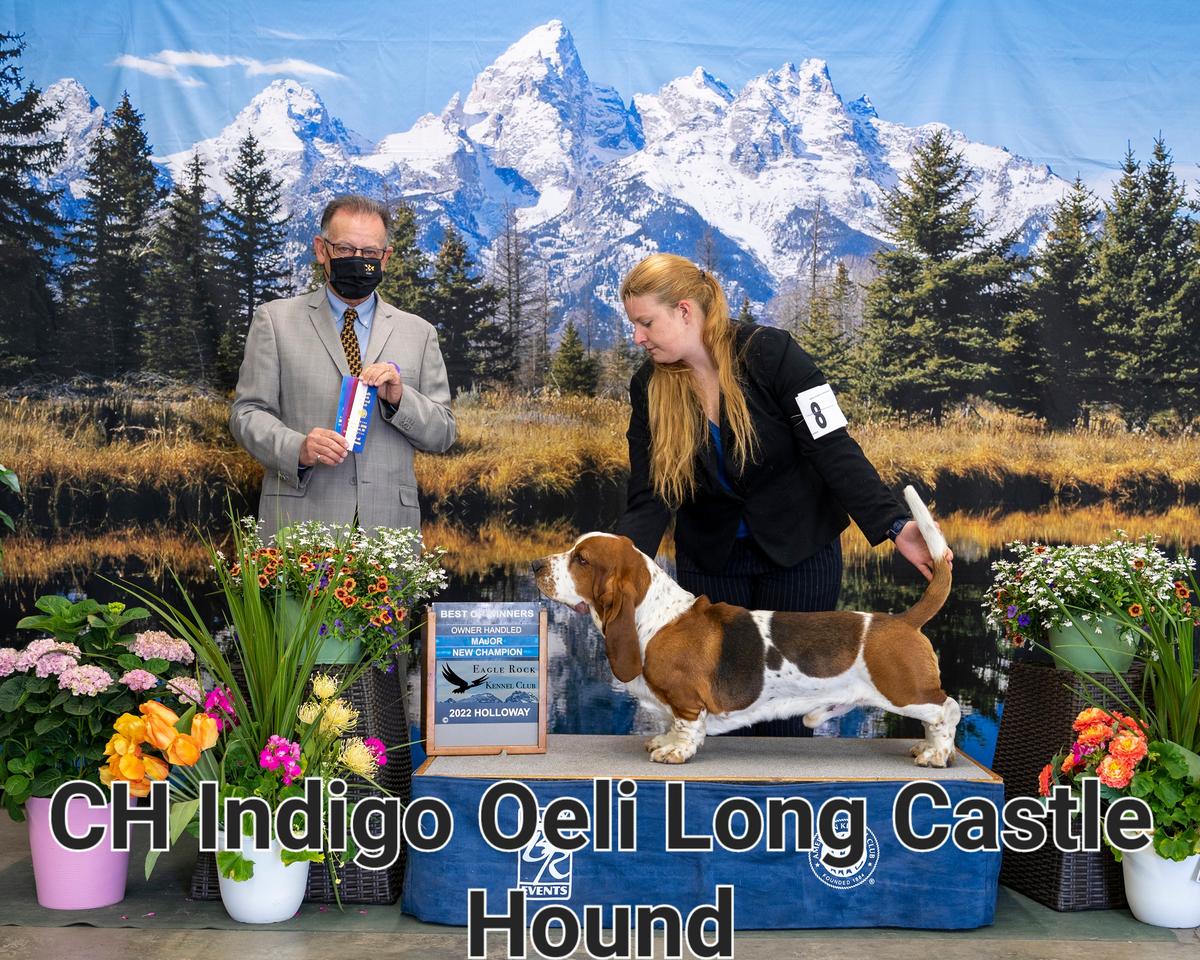 Indigo Oeli Long Castle Hound