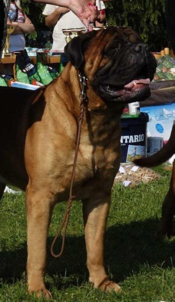 JCh CZ, Ch CZ, GrandCh CZ, Ch CMKU, Ch PL, Veteran Ch CZ BULLSTIFF - NOSTRA CAESAR II.