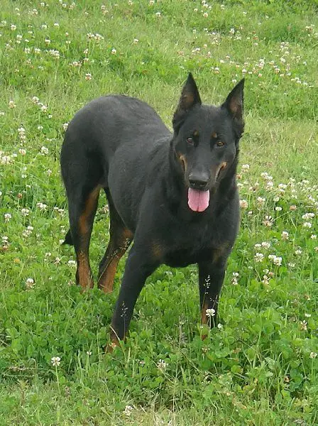 Nikita du Gardien de la Puissance
