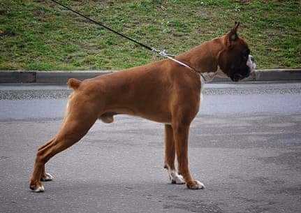 russian boxer dog