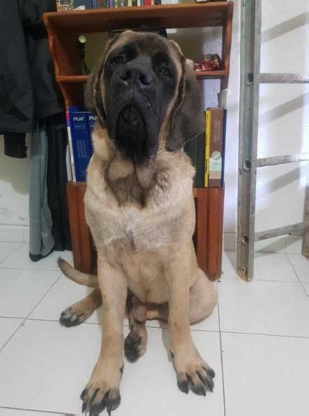 MAVERICK (FLORES)