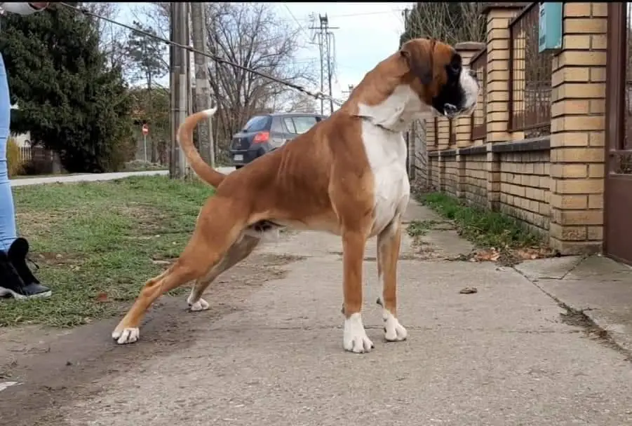 Aleksandar Serbian Diamond