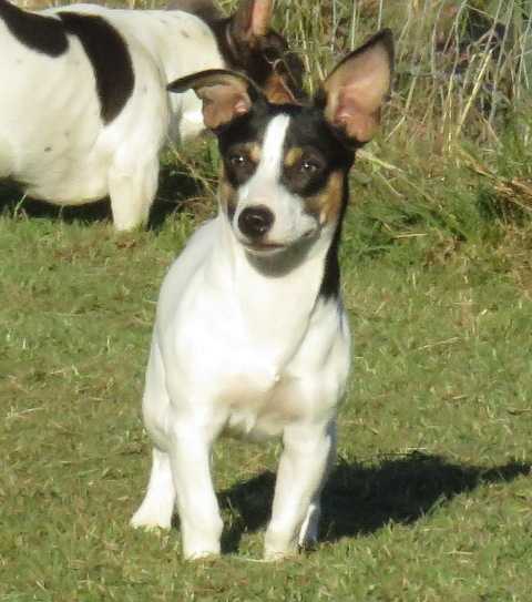 Aspen's Hello Darlin