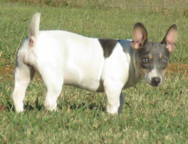 Acadia's Peggy Sue