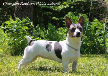 Puncheon Pride's Zeleena