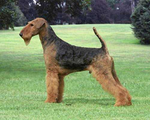 Coldstream airedales sales