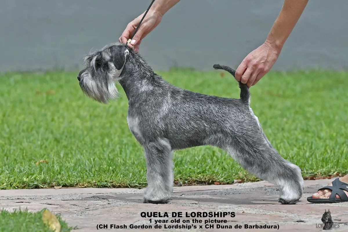 Quela de Lordship`s