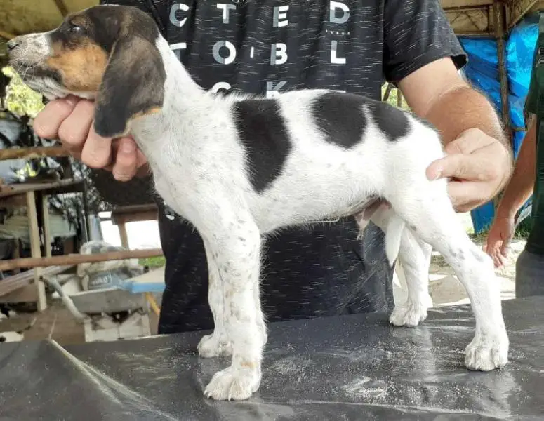 Cães Heróis Ícaro