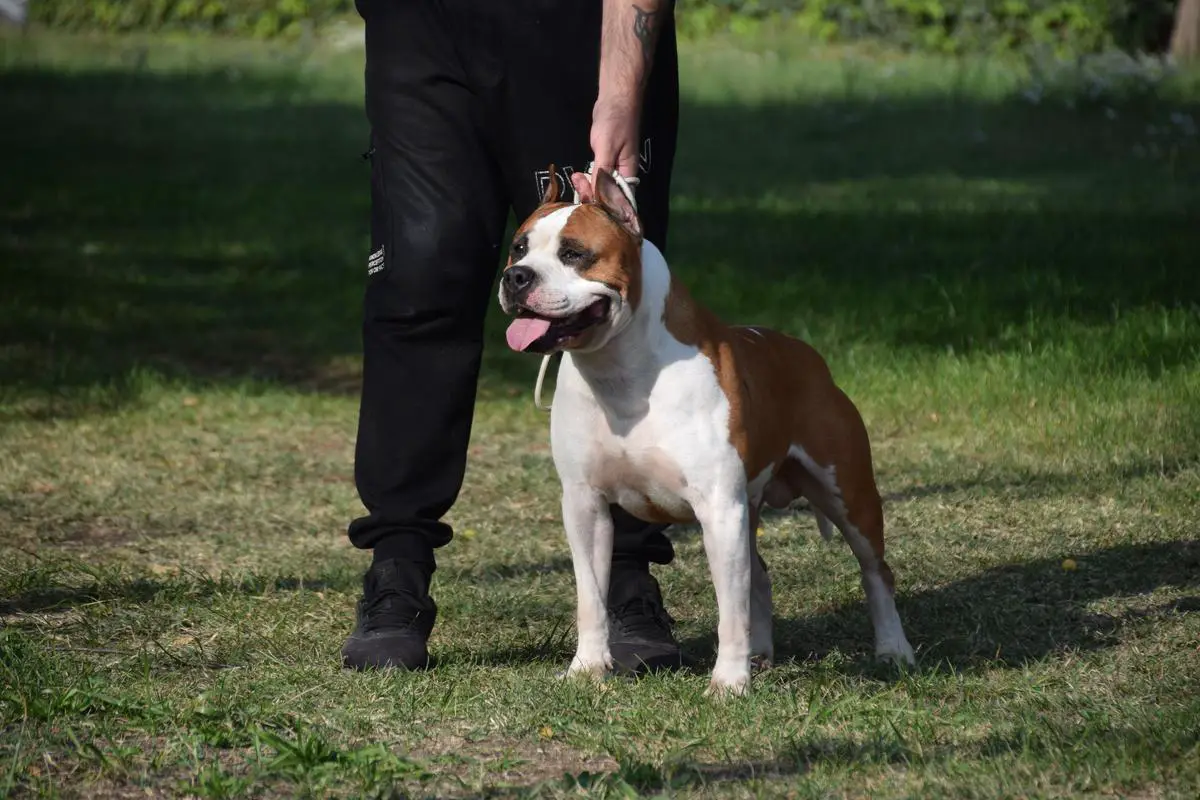 Our noble wilde chief  loco of NRF