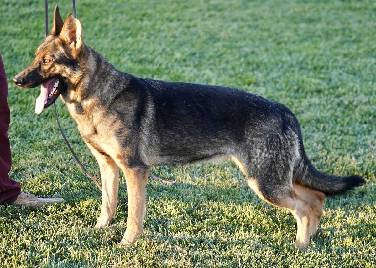 aus dem tal german shepherds