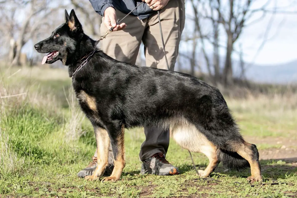 aus dem tal german shepherds