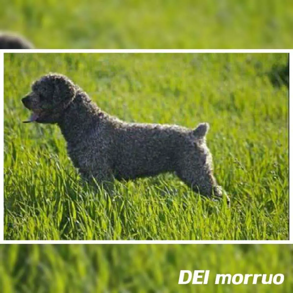 Rumba del Morruo