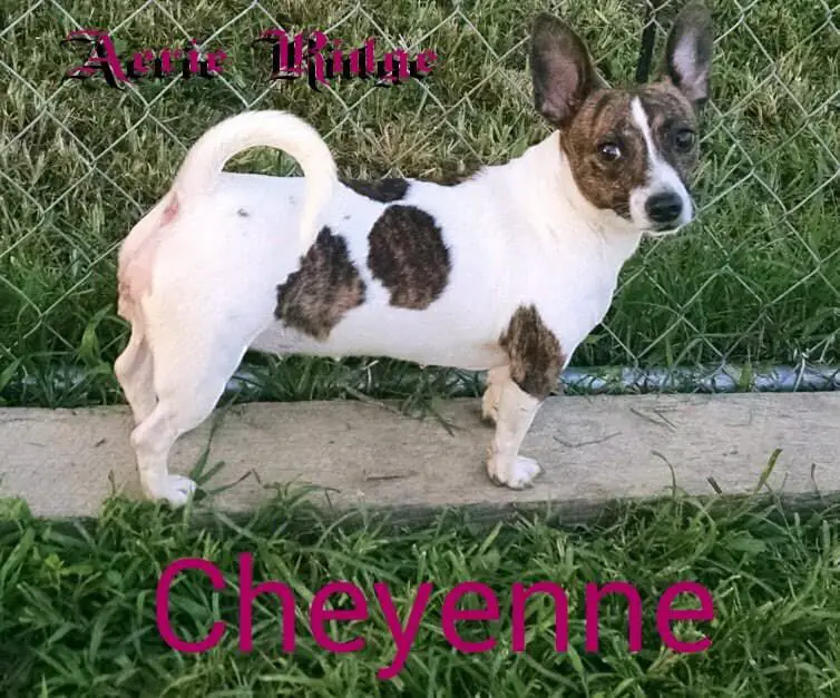 Triple C's Cheyenne At ARK