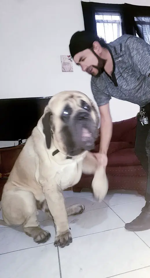 TADEO (FLORES/SANTIAGO)
