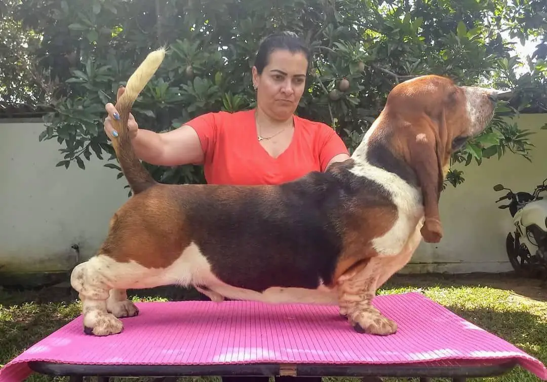 Brave BAsset Jorge Dias
