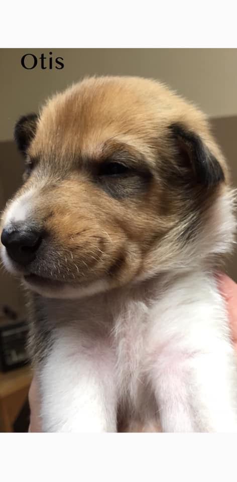 Otis