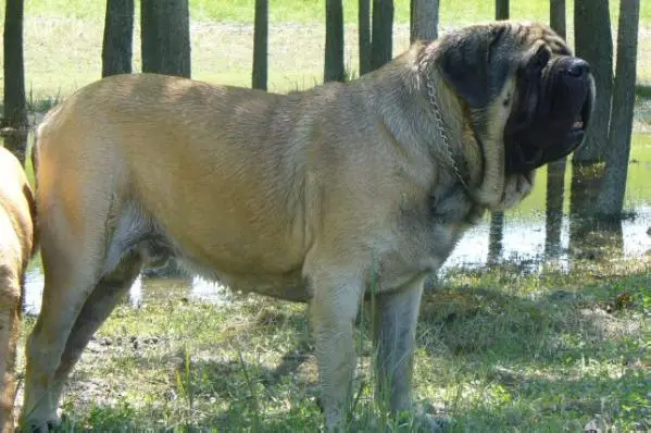 The Dog Of War Orpheus