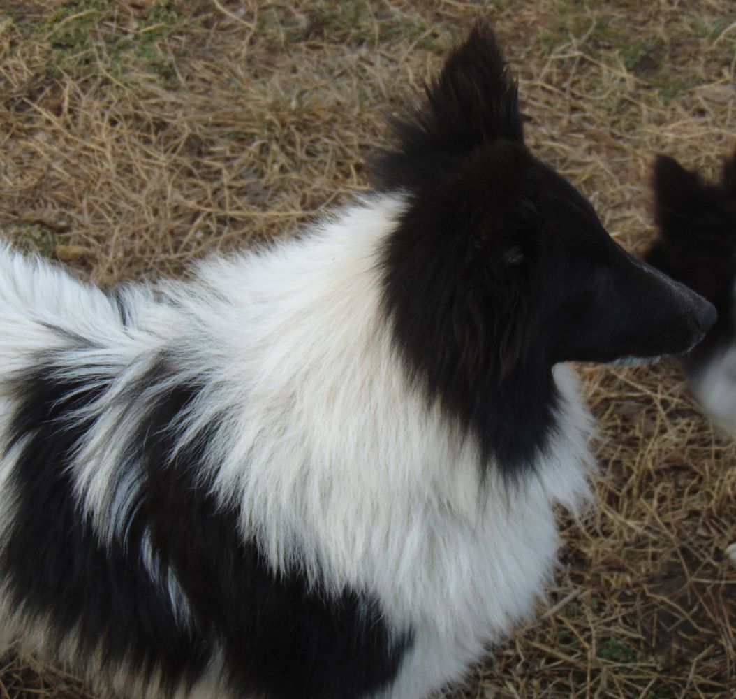 Elaraia Wee Mystical Oreo Bandit