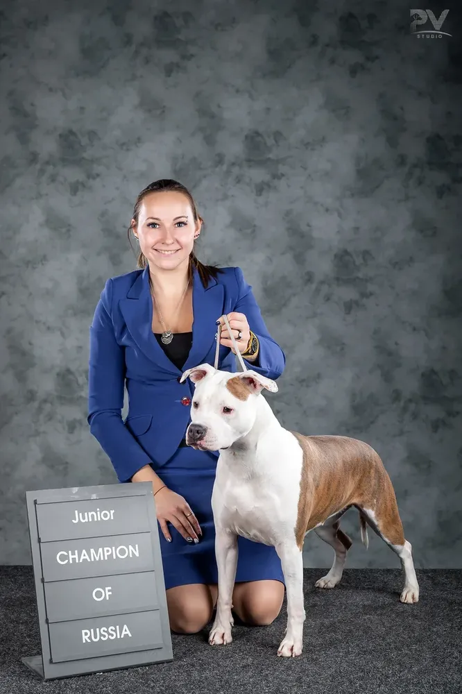 Amstaff sales major 2019
