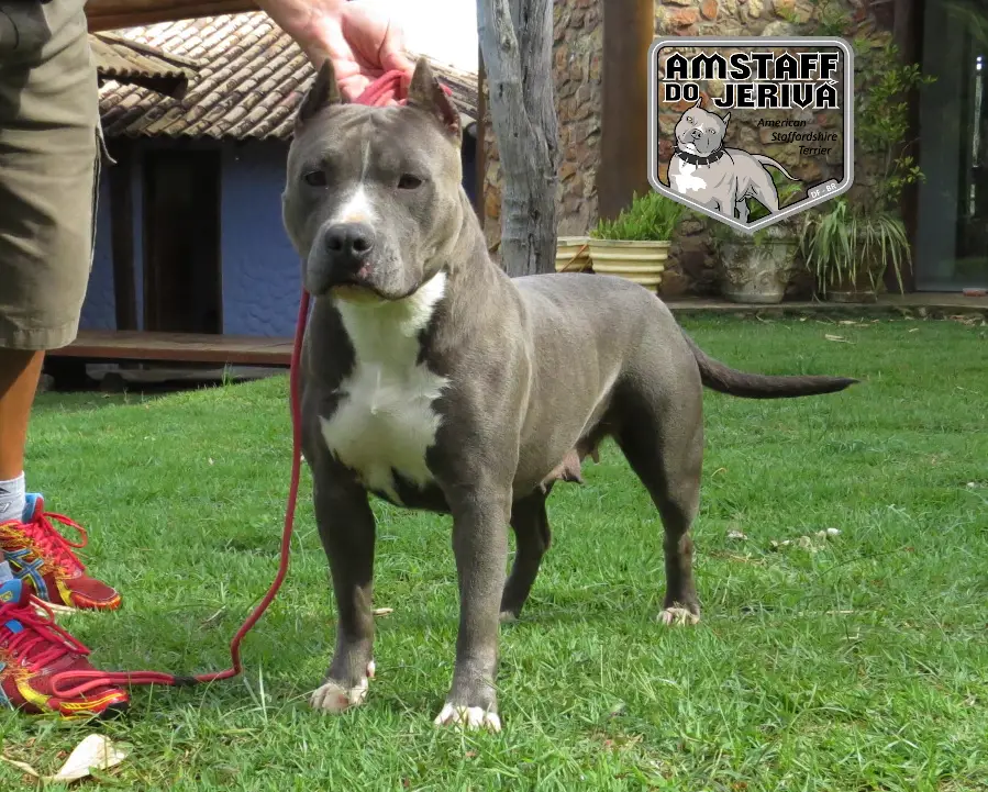 Amstaff grey blue deals eyes