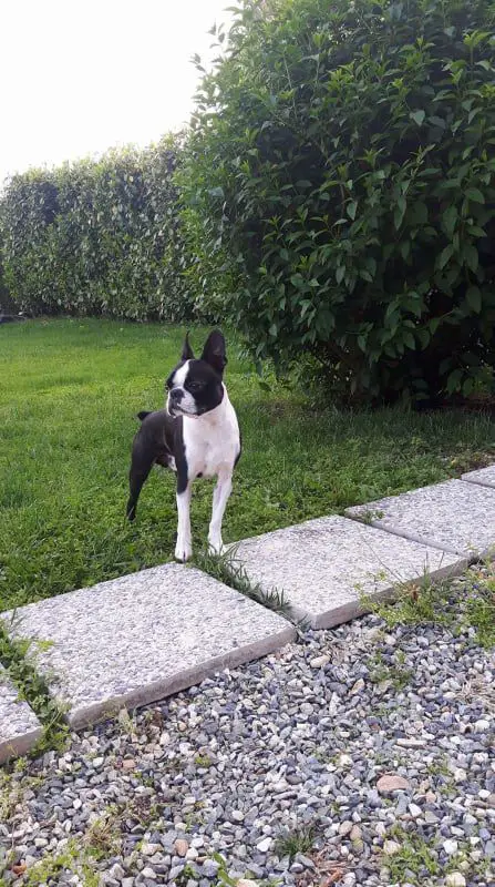 gioacchino della dogheria