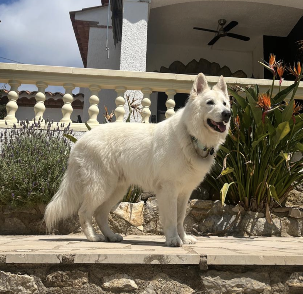 Raskvargz of the White Wolves