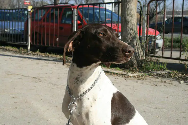 Bora vom Balkanite