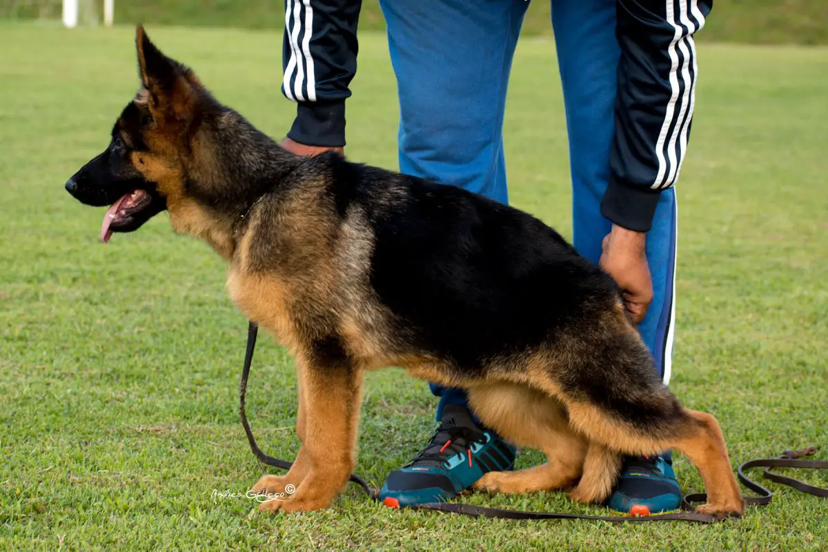 el divo german shepherds