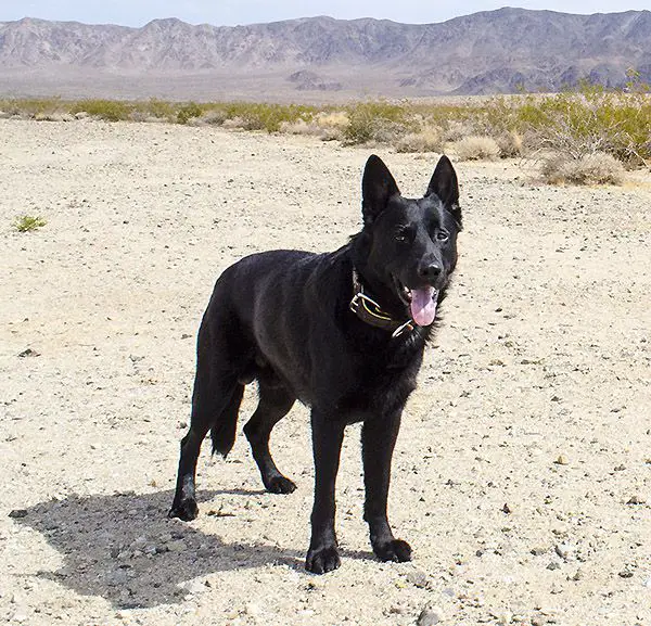 True haus german sales shepherds