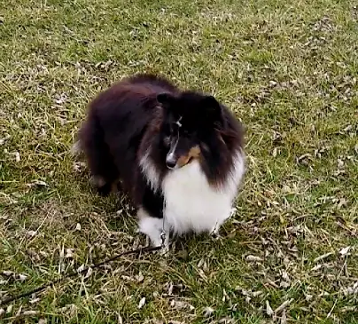 DBG'S SHEMA OF NEWFOUNDLAND THERAPY DOG