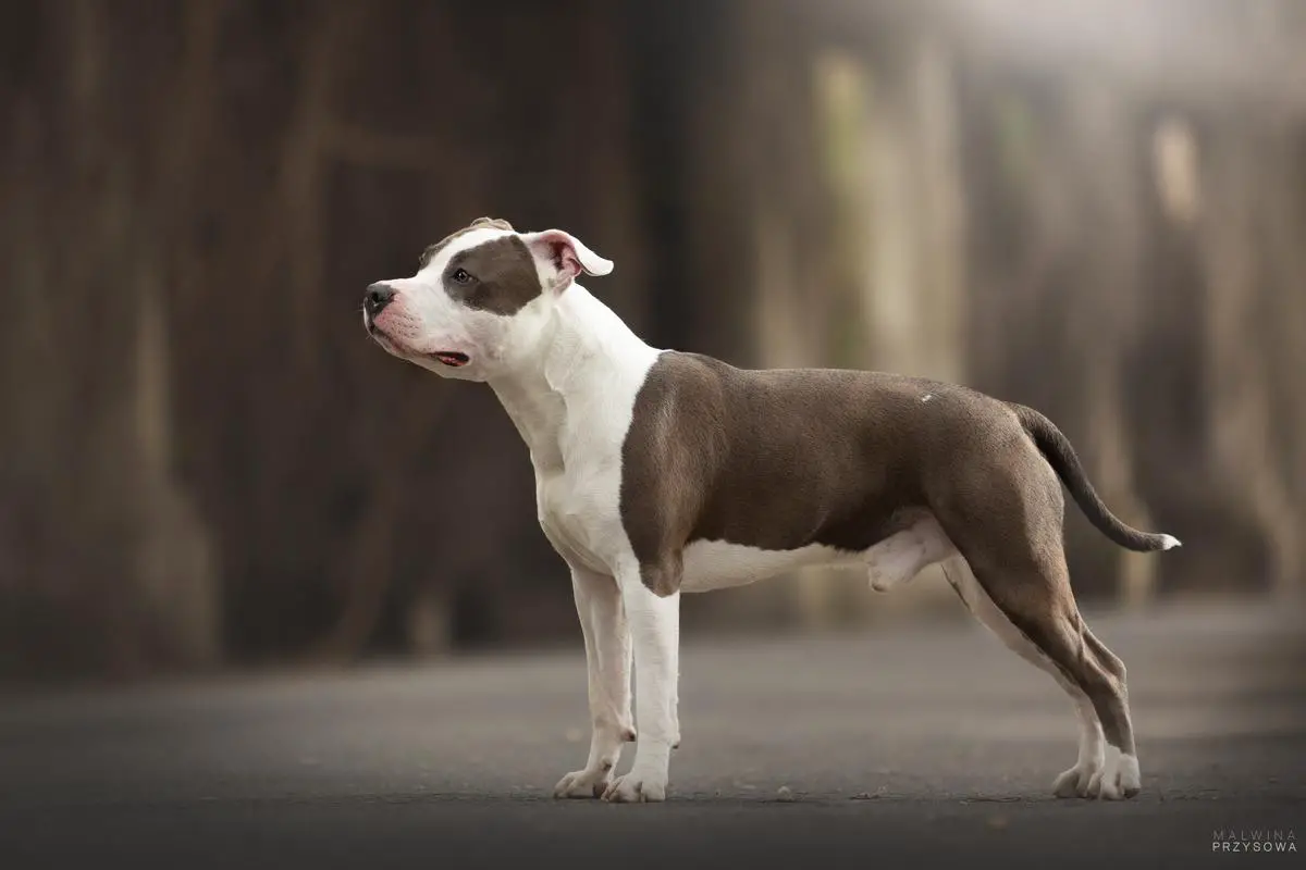 KEY TO VIGO DREAMS Ze Stajni Lasko