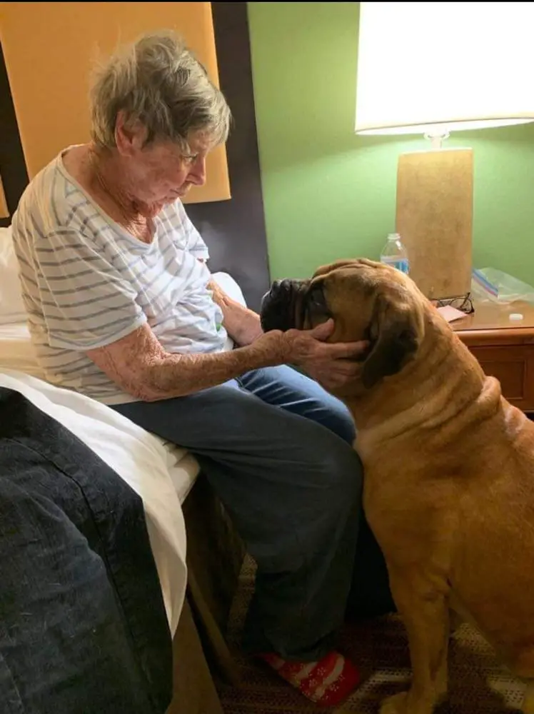Bandog's HERE COMES THE SON