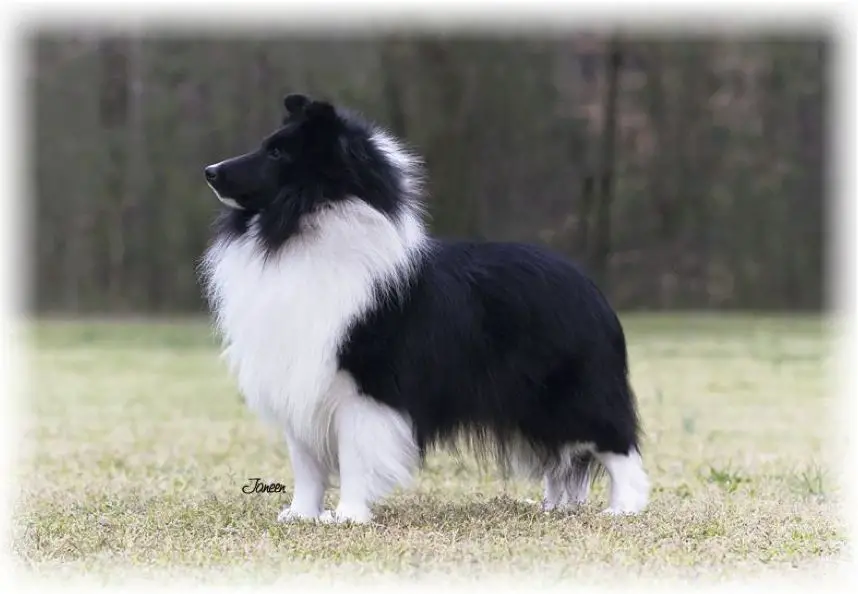 Lochlyn Dream Maker