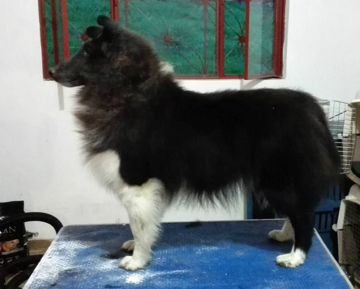 Shaizach Cartagena