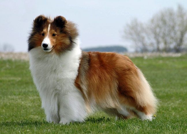 Lynphil's Porscha