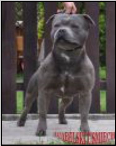 Blue Leo Diabelski Usmiech