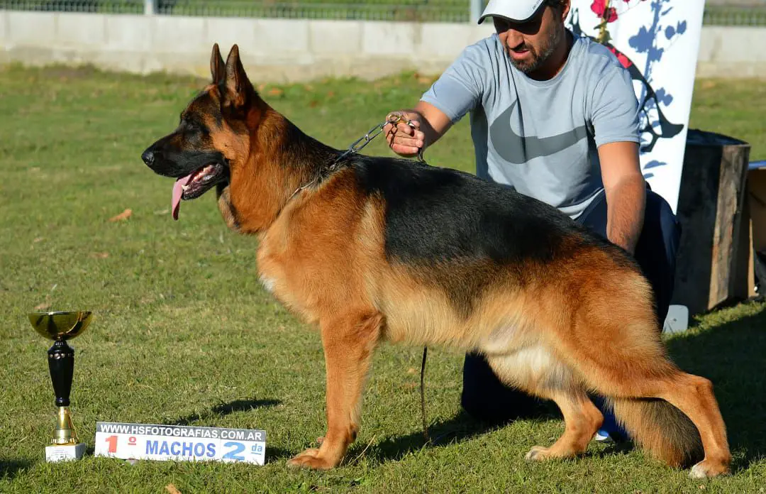 Von der haus german shepherds sales