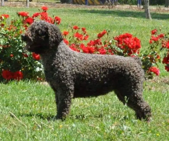 JABEGA DE GUADALTEBA